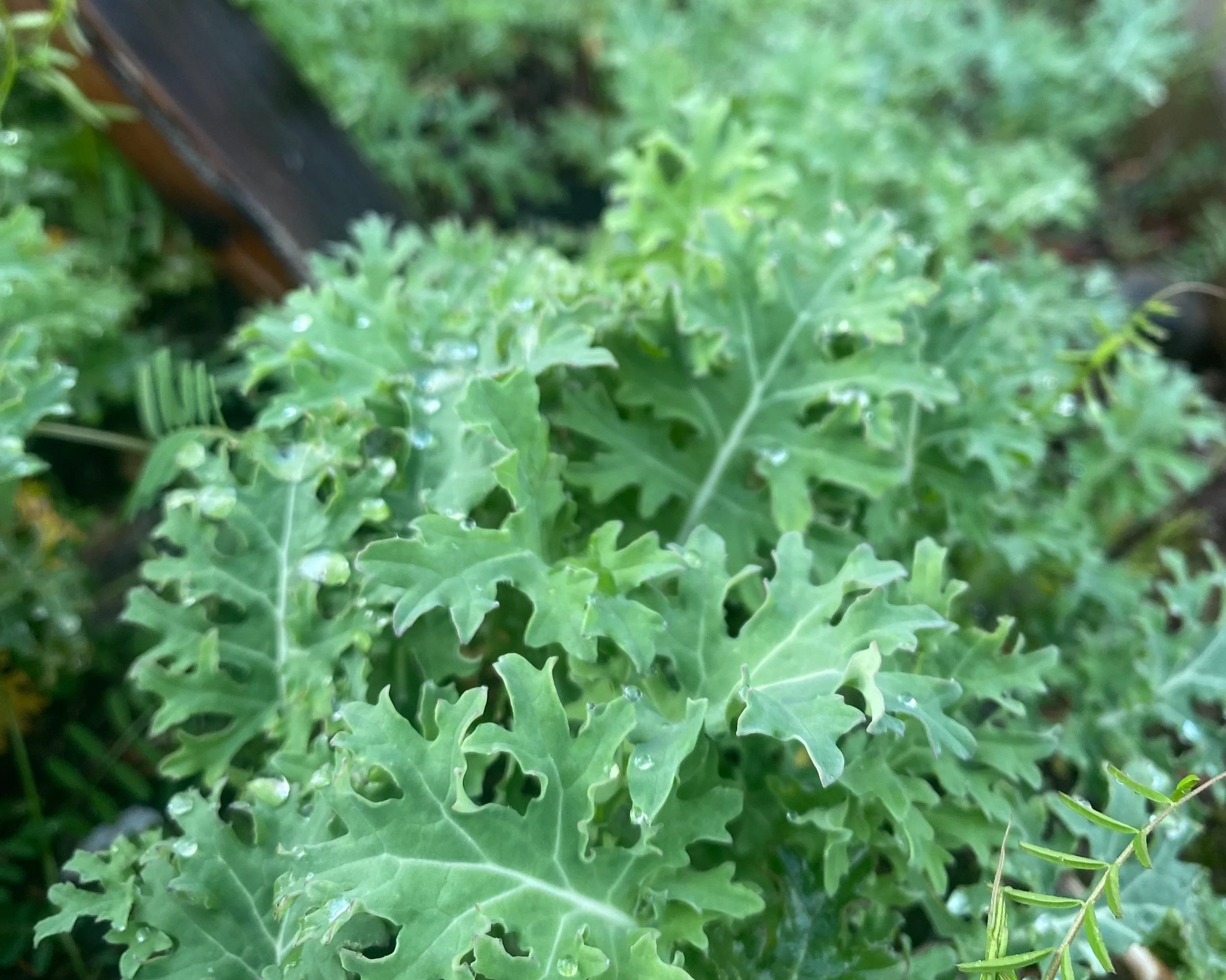 Fresh kale growing in the No Easy Feet wellness garden